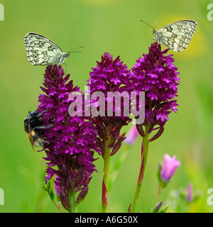 Schachbrettfalter (Melanargia Galathea) und großen Garten Biene (Bombus Ruderatus) auf Pyramiden-Orchidee (Anacamptis Pyramidalis) Stockfoto