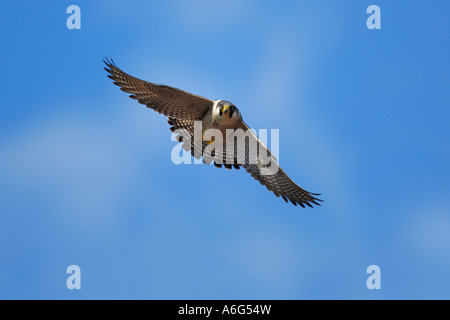 Wanderfalke (Falco Peregrinus) im Flug Stockfoto