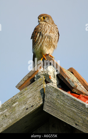 Turmfalken (Falco Tinnunculus) sitzen am Giebel Stockfoto