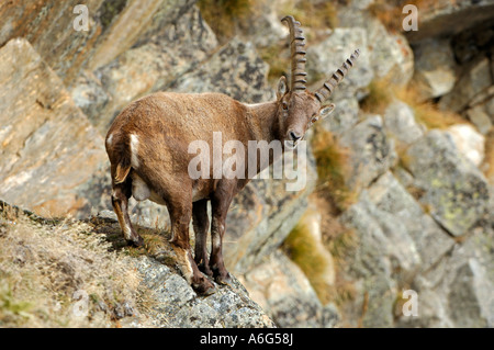 Alpensteinbock (Capra Ibex) in steilen Felswand klettern Stockfoto