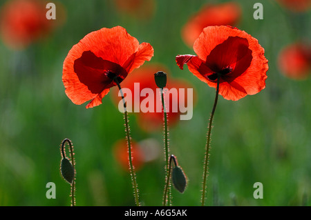 Klatschmohn (Papaver Rhoeas), bei Gegenlicht Stockfoto