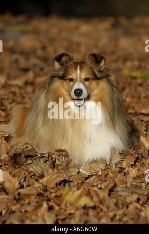 Shetland Sheepdog (Canis Lupus F. Familiaris), liegen im Herbstlaub Stockfoto