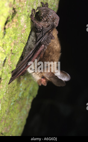 Bechstein Fledermaus (Myotis Bechsteinii), gefangen Stockfoto