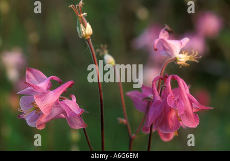 Akelei (Aquilegia Vulgaris) Stockfoto