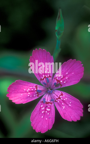 Maiden pink (Dianthus canescens) Stockfoto