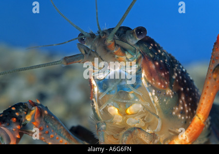 Flusskrebse (Procambarus Clarkii), gefangen Stockfoto