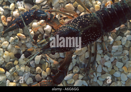 Flusskrebse (Procambarus Clarkii), gefangen Stockfoto