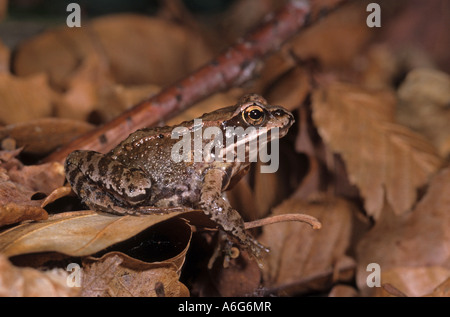 Agile Frog Rana dalmatina Stockfoto