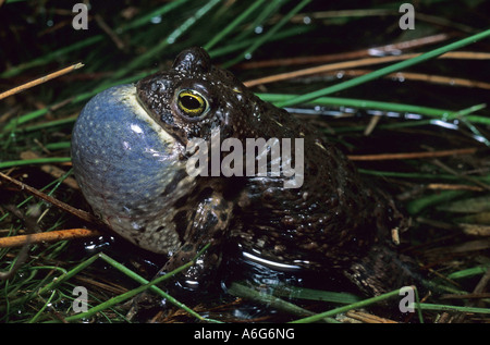 Natterjack Kröte (Bufo Calamita) Stockfoto