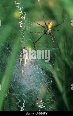 Männliche Wespe Spinne (Argiope Bruennichi) in ihrem Netz Stockfoto