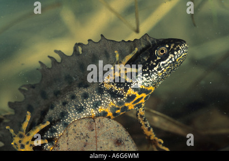 Great Crested Newt (Triturus Cristatus) männlich, gefangen Stockfoto