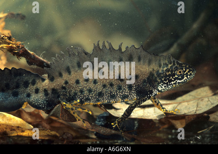 Great Crested Newt (Triturus Cristatus) männlich, gefangen Stockfoto