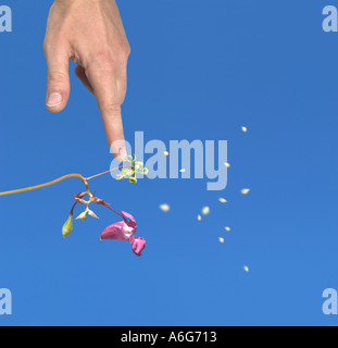 eine Hand berühren Röhricht-Himalaya-Springkraut Impatiens Glandulifera und verbreiten Samen digital Composite Bayern Deutschland Europa Stockfoto