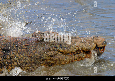 Nil-Krokodil (Crocodylus Niloticus) ausrichten, St. Luca, Südafrika, Afrika Stockfoto