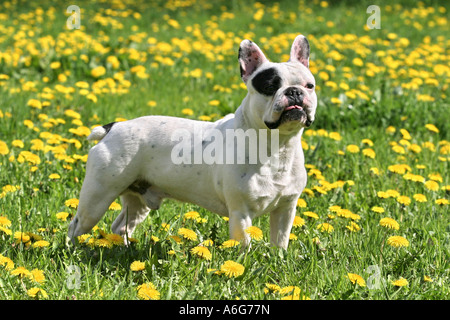 Französische Bulldogge Stockfoto