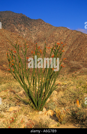 Kalifornien Anza Borrego Desert State Park Palm Canyon Nature Trail Ocotillo Kaktus Stockfoto