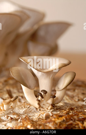 Austernpilze (Pleurotus) auf ökologische Stroh angebaut Stockfoto