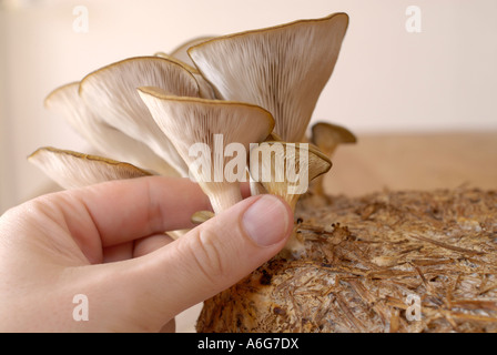 Austernpilze (Pleurotus) auf ökologische Stroh angebaut Stockfoto