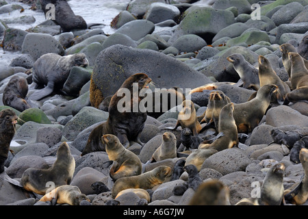 nördliche Seebär (Callorhinus Ursinus), Gruppe, St.-Paul-Insel, Pribilof Island, Alaska, USA Stockfoto