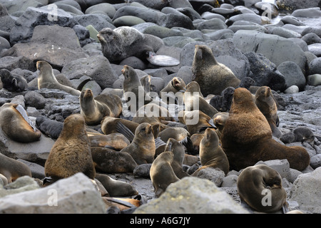 nördliche Seebär (Callorhinus Ursinus), Gruppe, St.-Paul-Insel, Pribilof Island, Alaska, USA Stockfoto