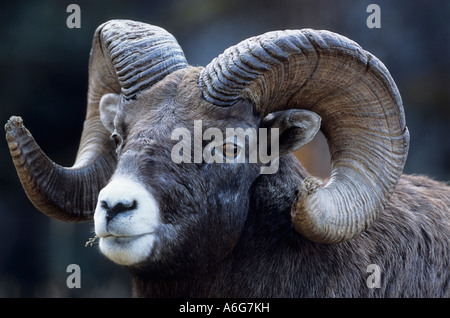 Porträt des Bighorn Sheep Ram (Ovis Canadensis) in Nahaufnahme Widderkopf, Kanada Stockfoto
