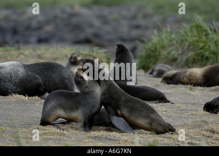 nördlichen Fell (Callorhinus Ursinus) versiegeln, kleinen St. Paul Island, USA, Alaska, Aleuten, spielen Stockfoto