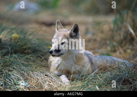 SWIFT-Fuchs (Vulpes Velox) ruht auf Rasen, Alberta, Kanada Stockfoto