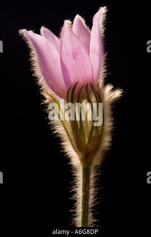 Gemeinsamen Kuhschelle (Pulsatilla Vulgaris) Stockfoto