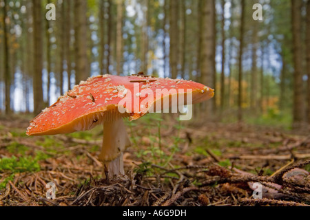 Fliegenpilz (Amanita Muscaria var. Muscaria) Stockfoto