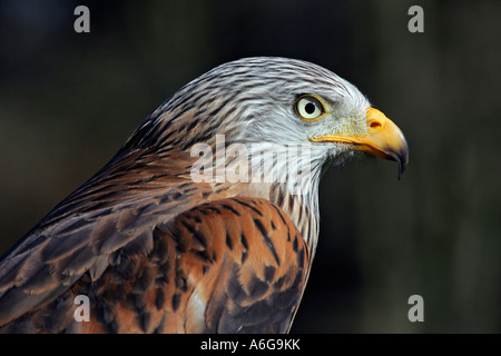Rotmilan - Porträt (Milvus Milvus) Stockfoto