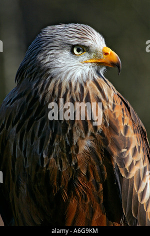 Rotmilan - Porträt (Milvus Milvus) Stockfoto
