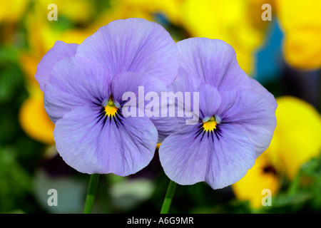 Blühende gehörnten Veilchen - Hybriden in den Farben blau und gelb (Viola Cornuta) Stockfoto