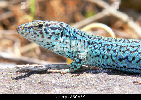 Ibiza-Mauereidechse (Podarcis Pityusensis, Lacerta Pityusensis), Porträt, Spanien, Balearen, Formentera Stockfoto