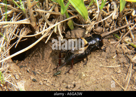 Field Cricket (Gryllus Campestris), vor Tube, Deutschland, Baden-Württemberg, Kaiserstuhl Stockfoto