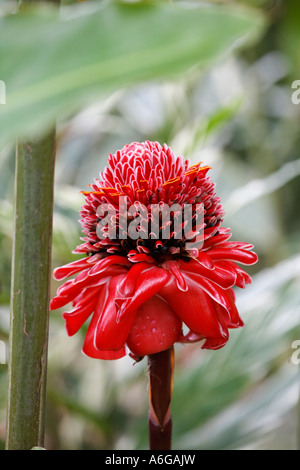 Blume, Torch Ginger (Etlingera Elatior), Costa Rica Stockfoto