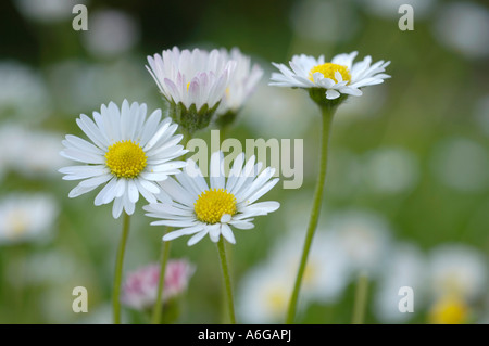 Gänseblümchen (Bellis Perennis) Stockfoto