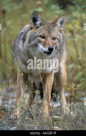 Kojote (Canis Latrans) Erwachsenen behalten Fotograf, Kanada im Auge Stockfoto