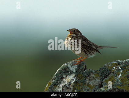 Corn Bunting Miliaria Calandra singen Stockfoto