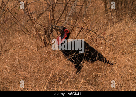 Südlichen Ground Hornbill Bucorvus Leadbeateri weibliche Essen Eidechse fotografiert im Krüger Nationalpark in Südafrika Stockfoto