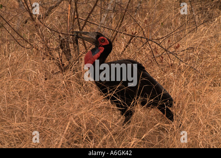 Südlichen Ground Hornbill Bucorvus Leadbeateri weibliche Essen Eidechse fotografiert im Krüger Nationalpark in Südafrika Stockfoto