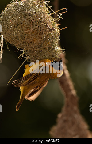 Geringerem maskierte Weber Ploceus Intermedius Männchen weben nest Stockfoto