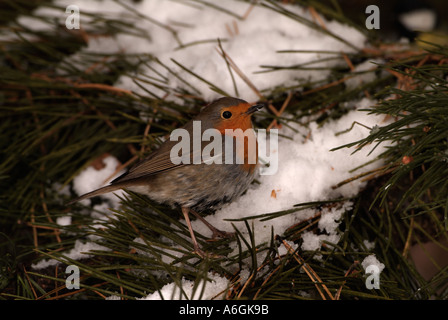 ROBIN Erithacus Rubecula im Schnee Stockfoto