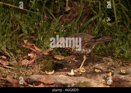 SINGDROSSEL Turdus Philomelos Smashing Schnecken auf Amboss Stockfoto