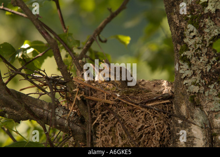 SINGDROSSEL Turdus Philomelos Küken im nest Stockfoto