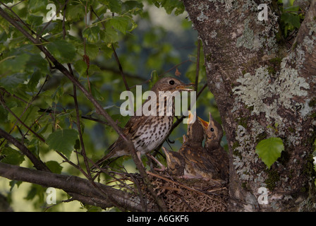 SINGDROSSEL Turdus Philomelos Fütterung Küken im nest Stockfoto