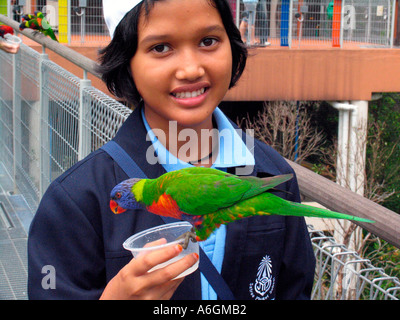 Junge Besucher feeds Saphirlori Jurong Bird Park Lory Loft Singapur Stockfoto