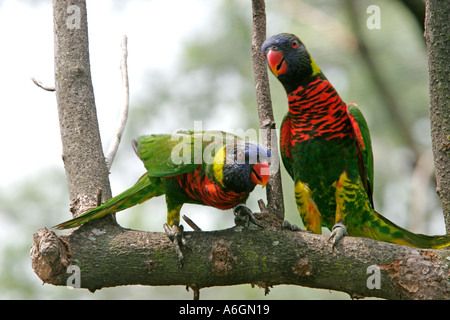 Paar von Lorikeets Jurong Bird Park Lory Loft Singapur Stockfoto