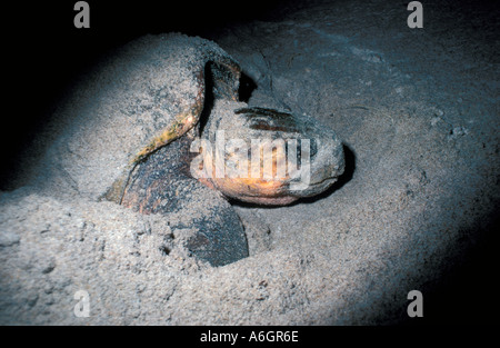 Unechte Karettschildkröte nisten am Strand Nest ausheben Stockfoto