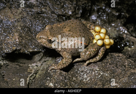 Hebamme-Kröte Alytes Obstetricans männliche mit Eiern Picos de Europa-Spanien Stockfoto