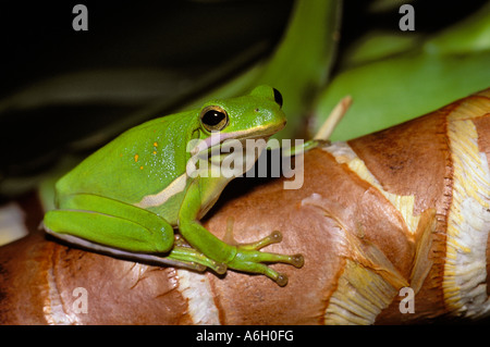 American Green Laubfrosch Hyla Cinerea Florida Vereinigte Staaten USA Stockfoto